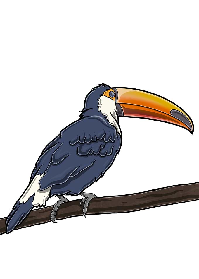 Cartoon Toucan on Branch