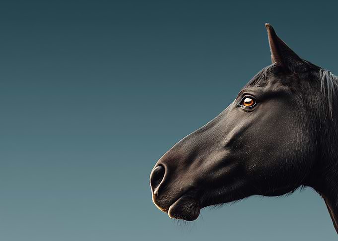 Elegant Black Horse Profile