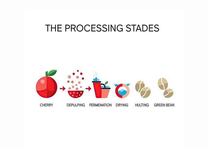 Coffee Bean Processing Stages Illustration