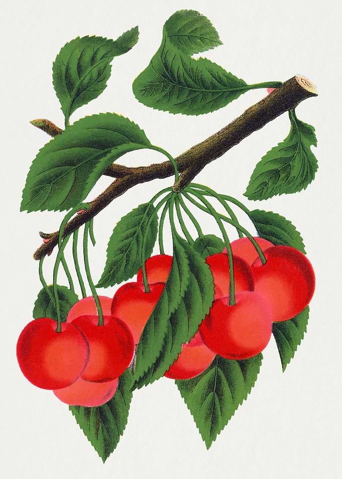 Cherry Branch Botanical Illustration