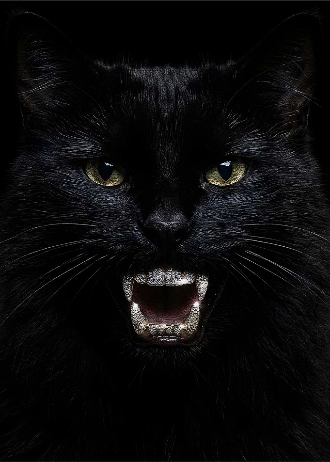 Black Cat with Diamond Teeth