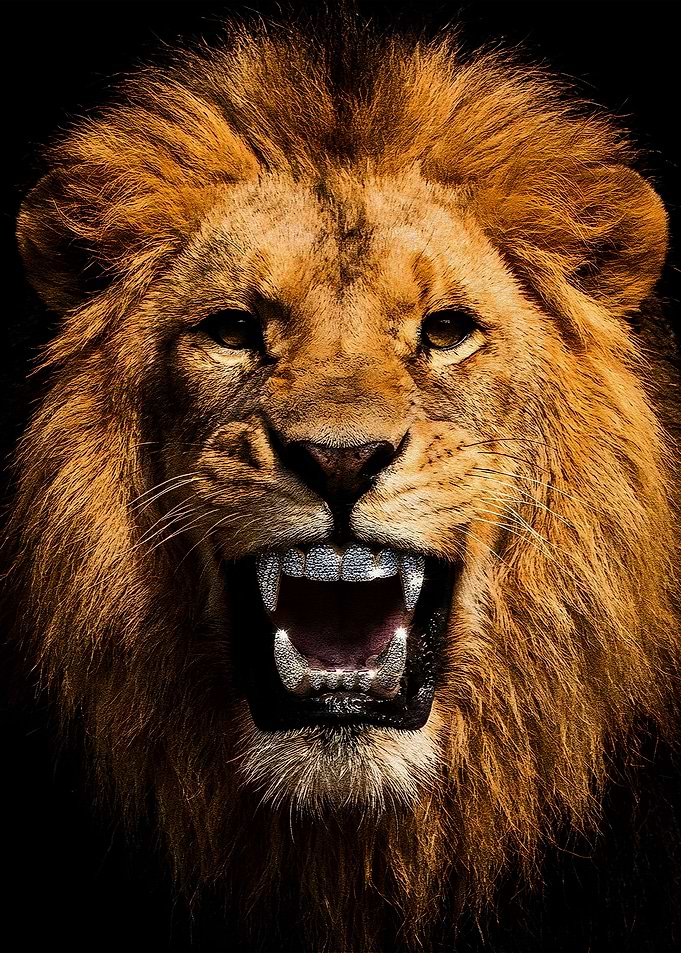 Lion with Diamond Grill