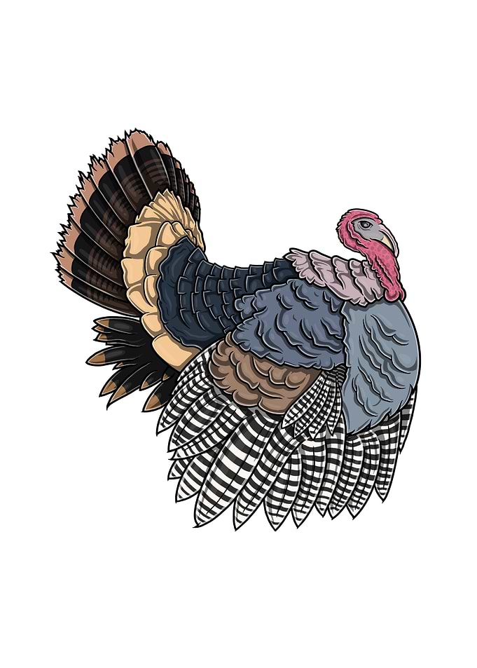 Stylized Turkey Illustration on White Background