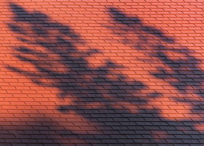 Rooftop Forest
