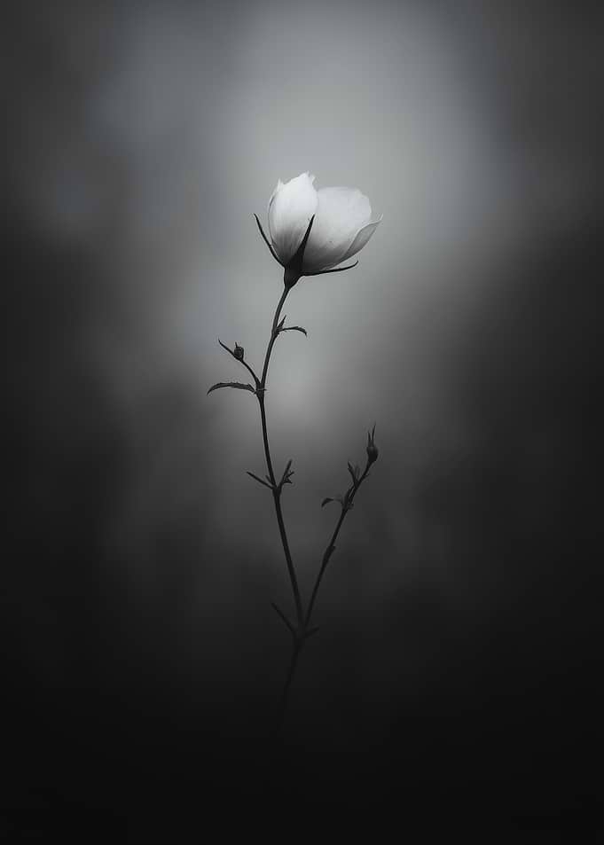 Monochrome Floral Still Life