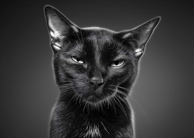 Grumpy Black Cat