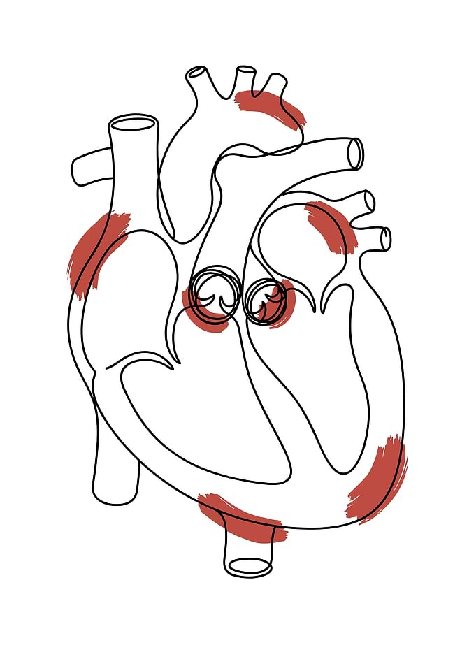 Anatomical Heart Line Art with Red Accents