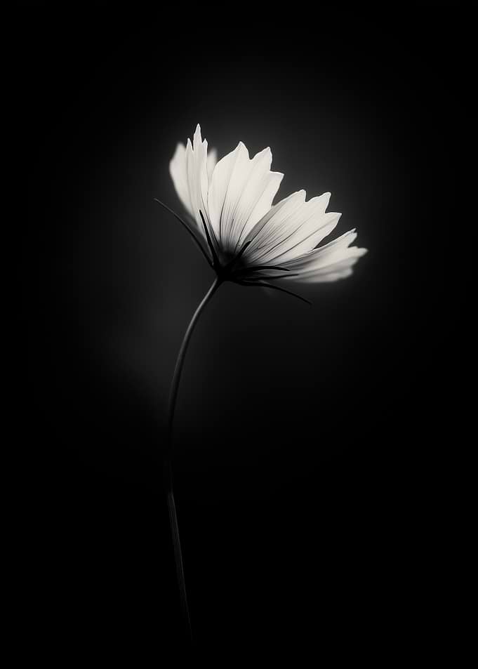 Monochrome Floral Elegance