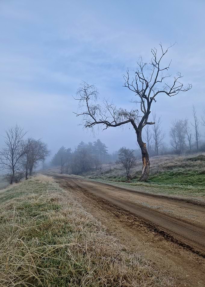Misty Road with Bare Trees