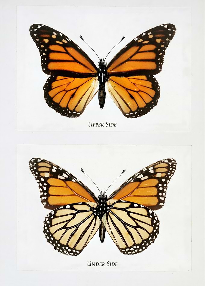 Monarch Butterfly Upper and Under Side