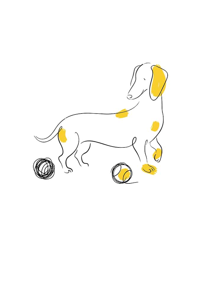 Dachshund Line Art with Yellow Accents