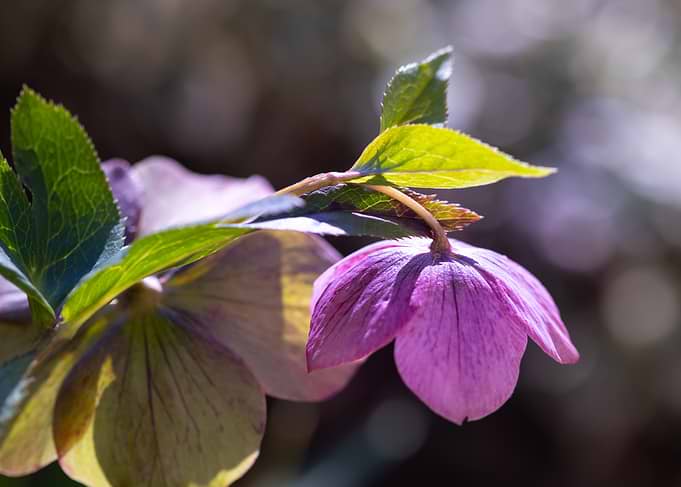 Purple Hellebore Flower Close-Up