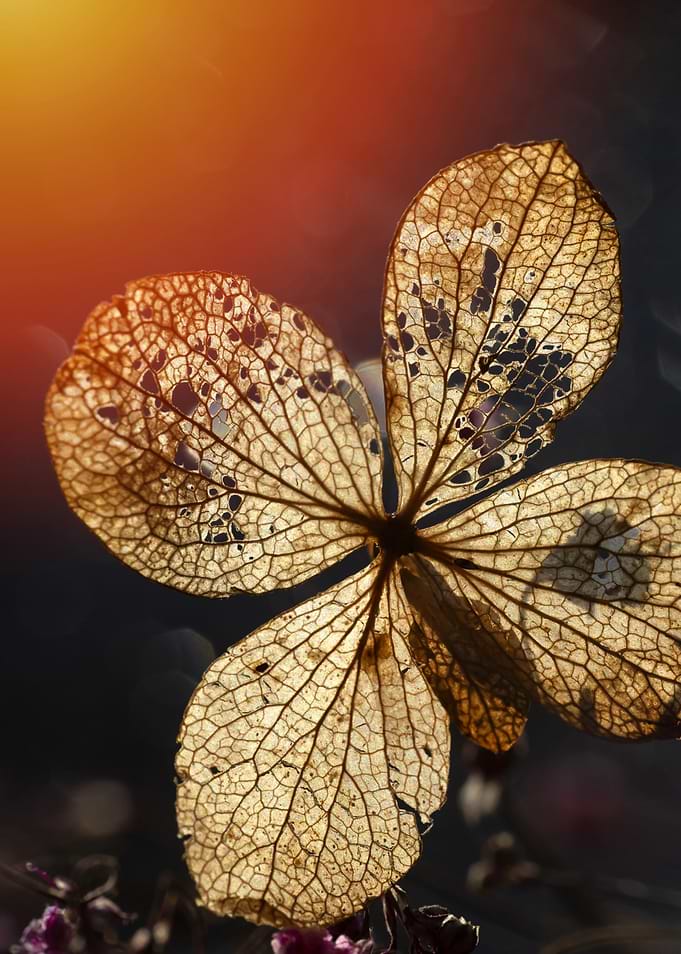 Dried Hydrangea Flower Close-Up
