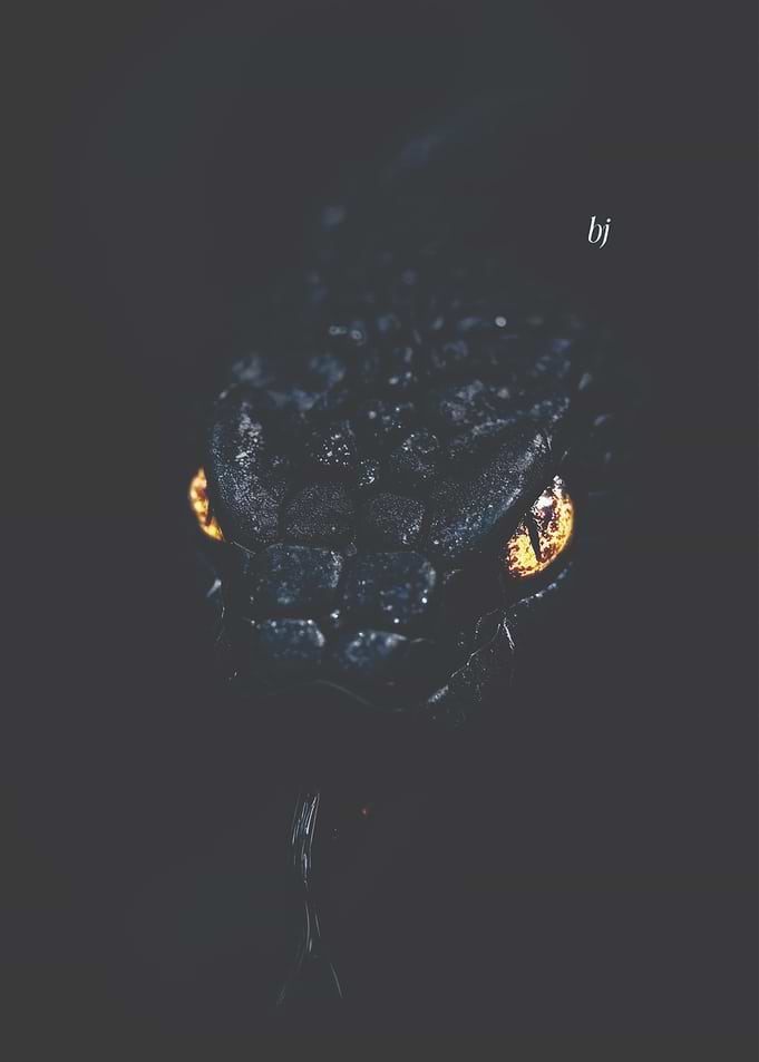 Black Snake with Golden Eyes