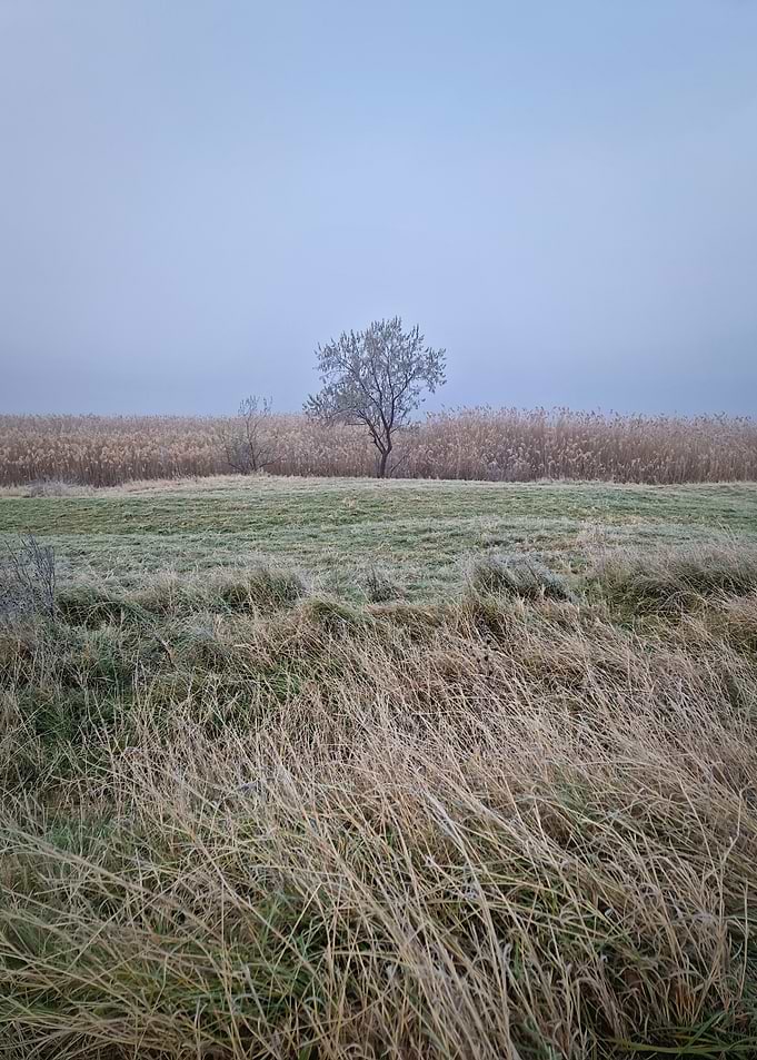 Winter Tree in a Field