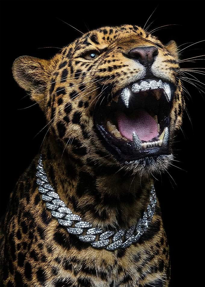 Leopard with Diamond Grill and Chain