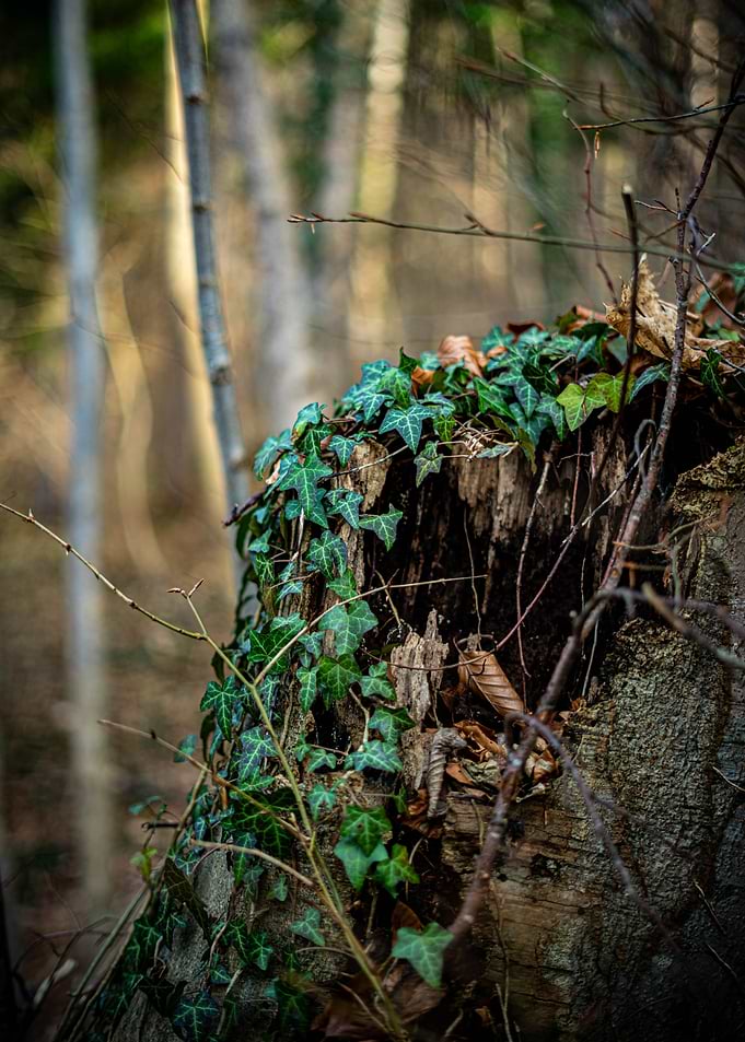 Ivy-covered tree stump in the forest