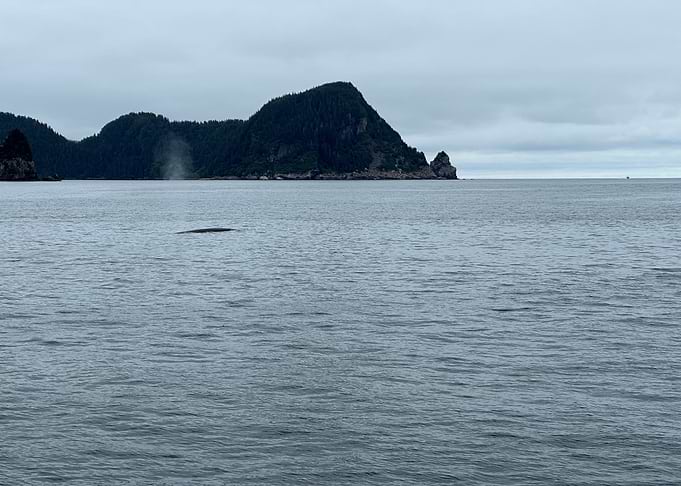 Whale breaching near forested island