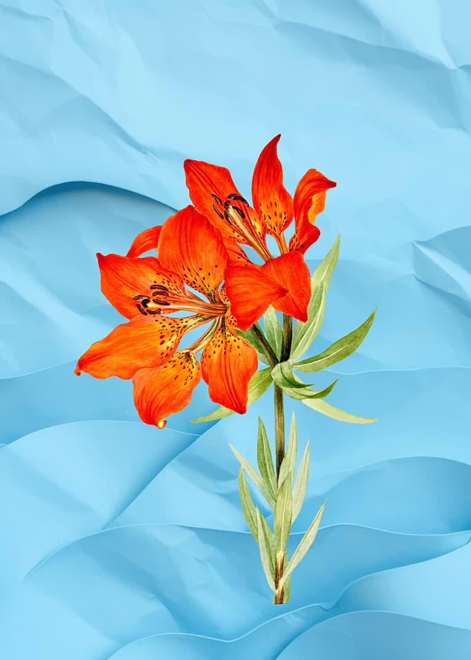 Orange Lily on Blue Abstract Background