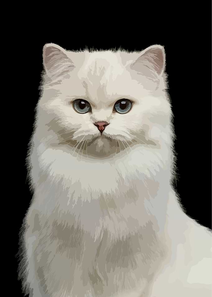 White Persian Cat Portrait
