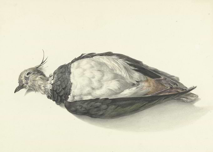 Watercolor Painting of a Dead Bird