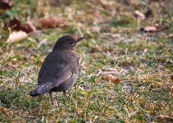 Brown bird on grassy ground