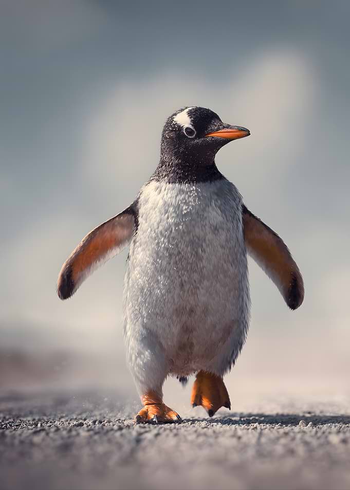 Gentoo Penguin Walking on Gravel