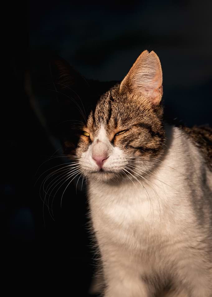 Sun-Kissed Cat Portrait