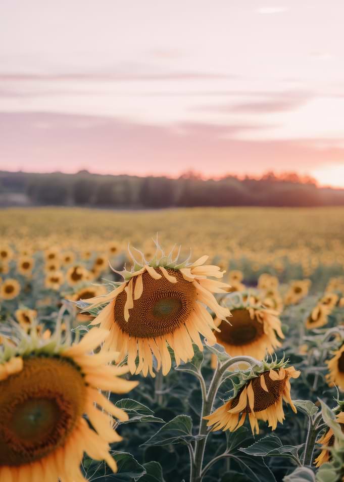 Sunflower Field at Sunset
