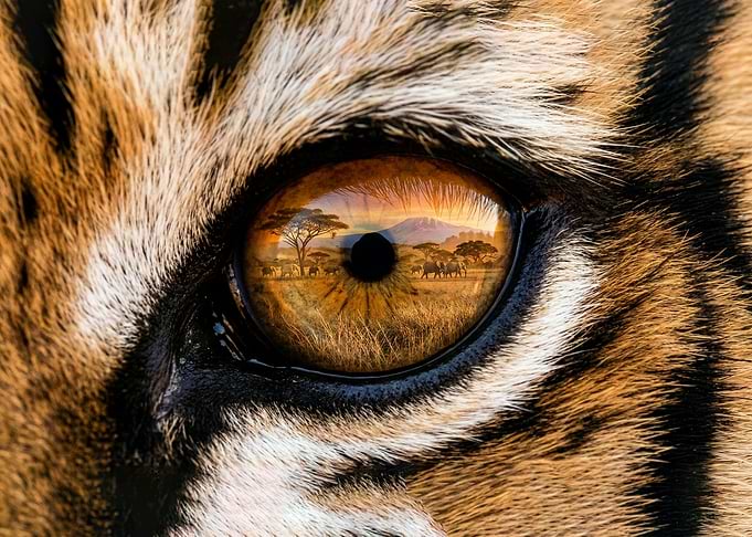 Tiger Eye Reflection Safari