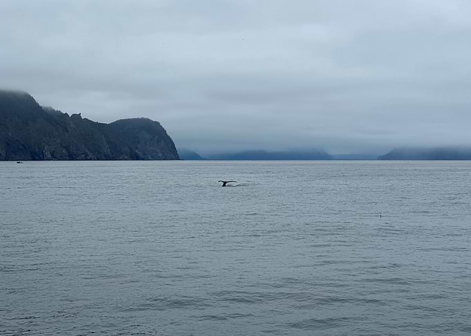 Whale tail in misty ocean waters