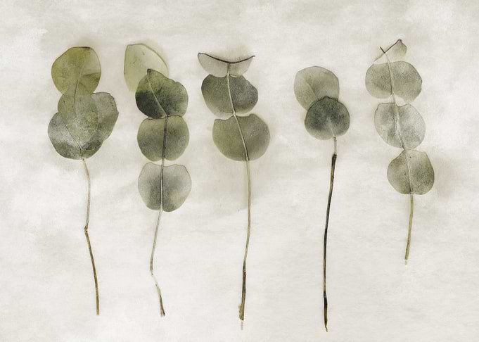 Eucalyptus branches on textured background