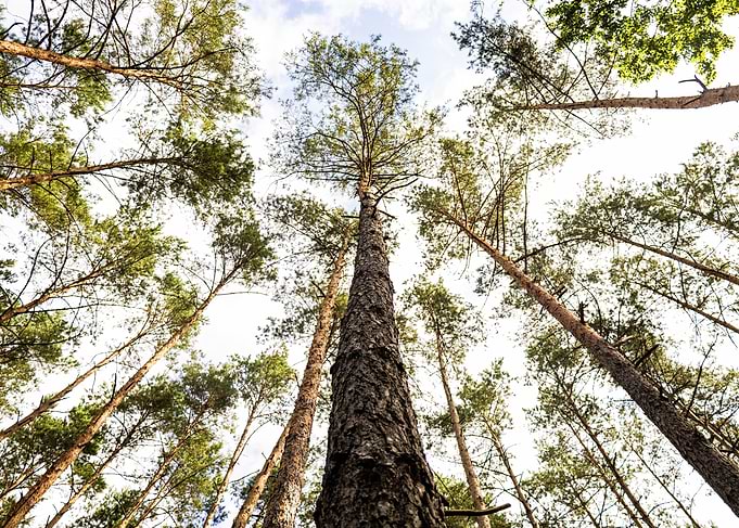 Looking up through pine trees