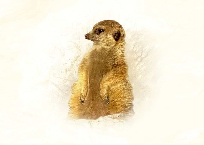 Meerkat standing alert