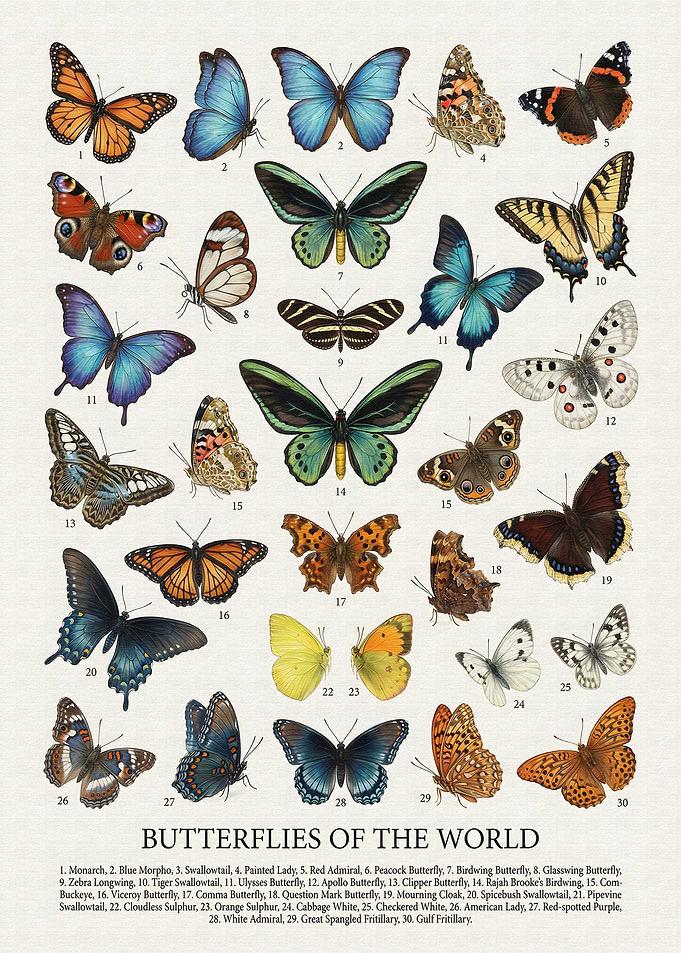 Butterflies of the World Poster