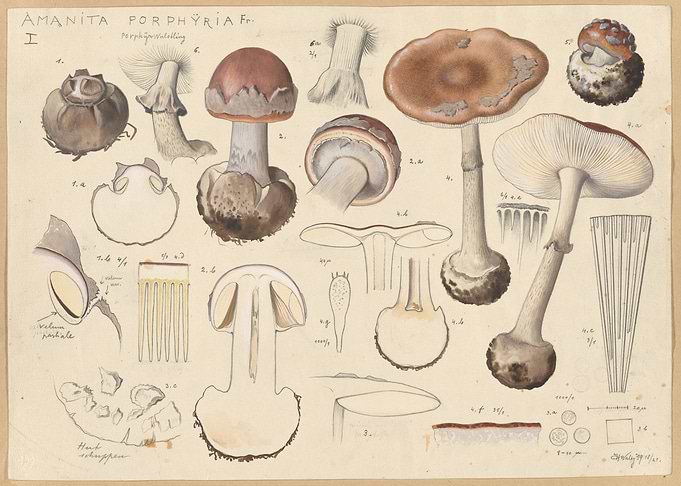 Botanical Illustration of Amanita Mushrooms