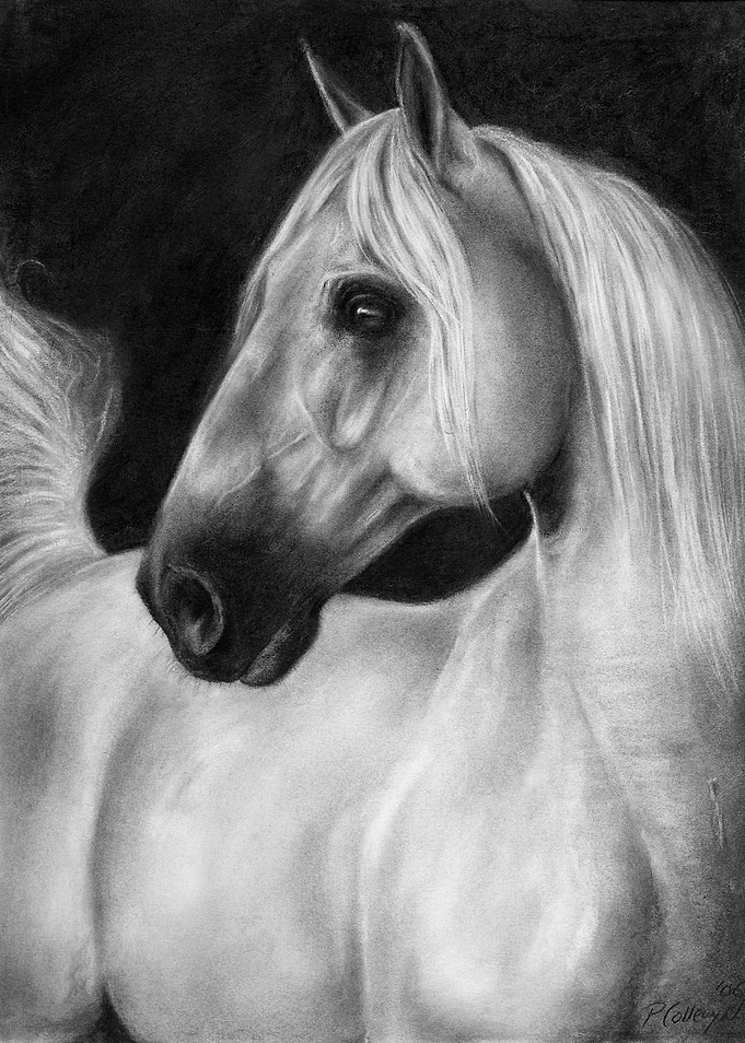 The Beauty of Silence - Charcoal Portrait of a White Horse