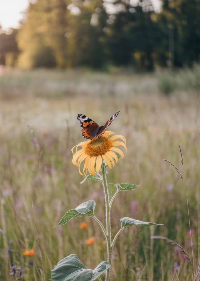 Butterfly on a Sunflower