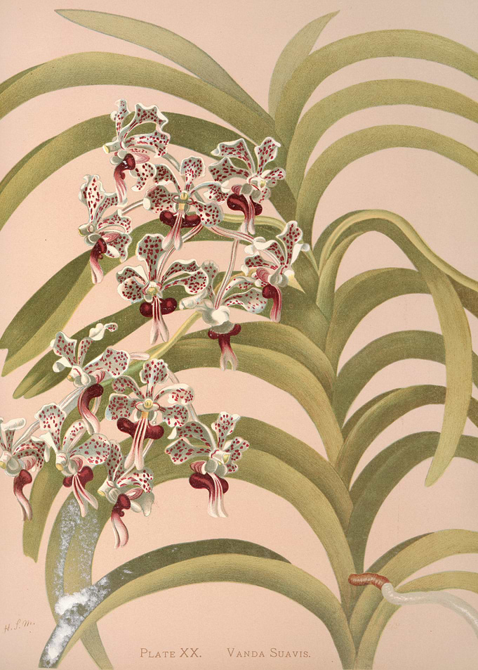Vanda Suavis Orchid Illustration
