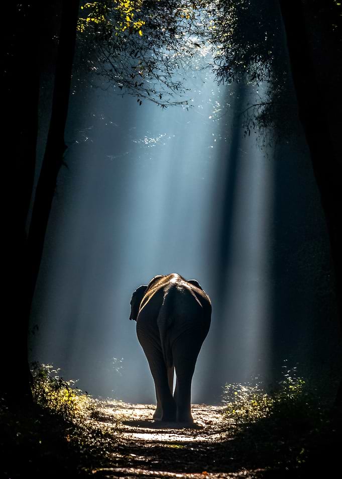Elephant walking through sunbeams in a forest