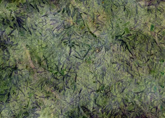Green and Blue Pine Needle Texture