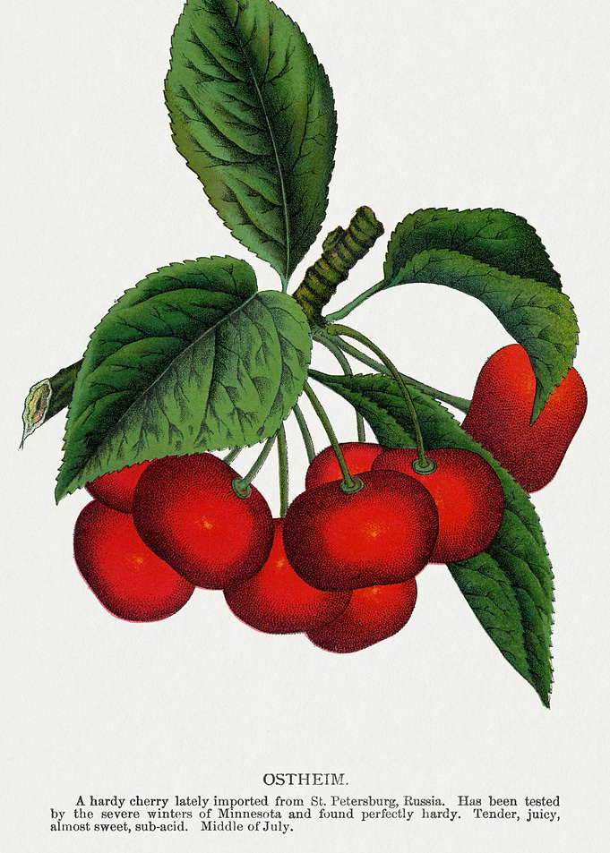 Vintage Illustration of Ostheim Cherries