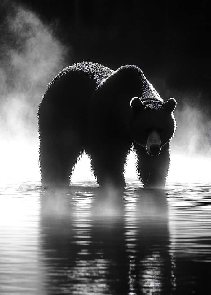 Bear in Misty Water