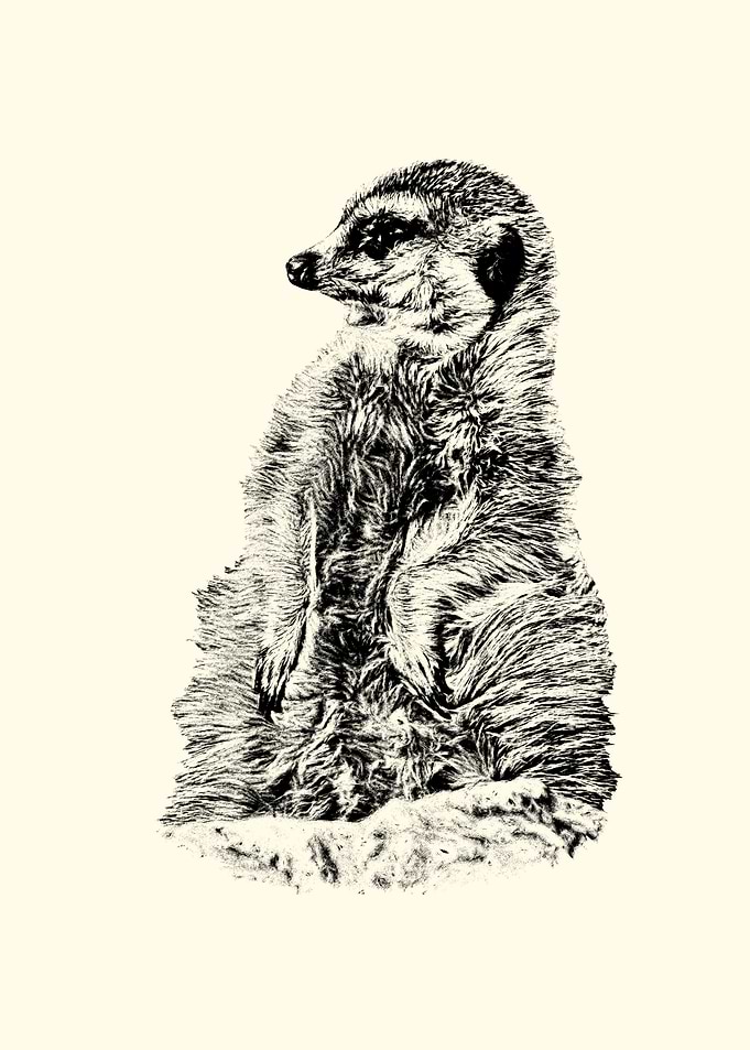 Meerkat Standing and Looking