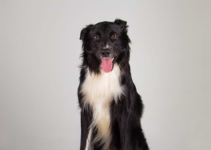 Black and white border collie dog