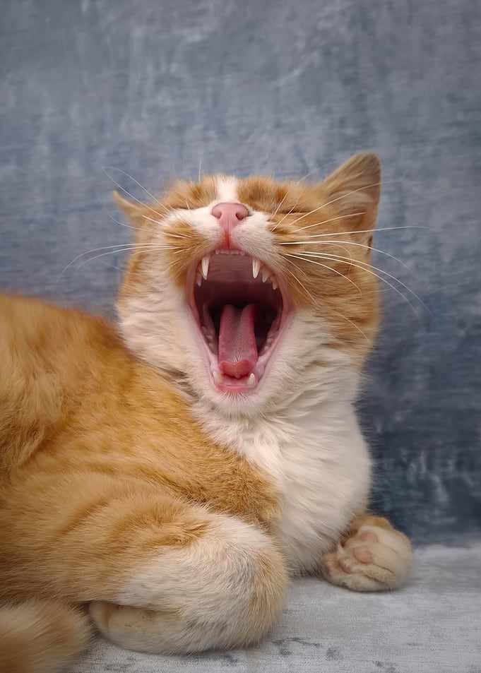 Orange and white cat yawning widely