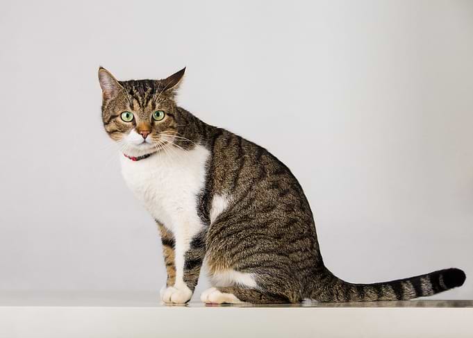 Tabby Cat with Green Eyes