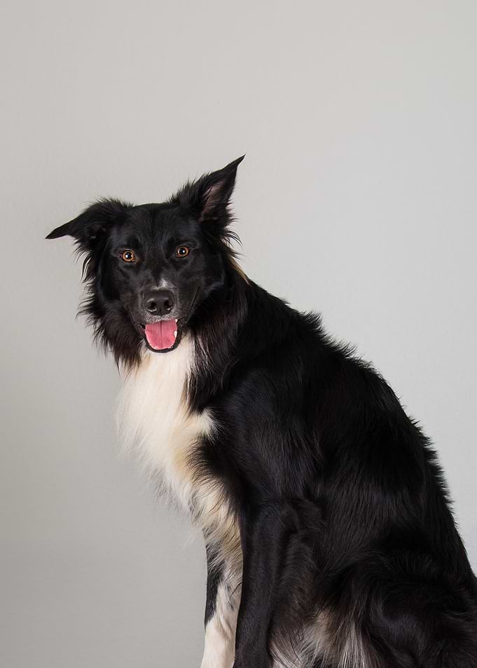 Border Collie Dog Portrait