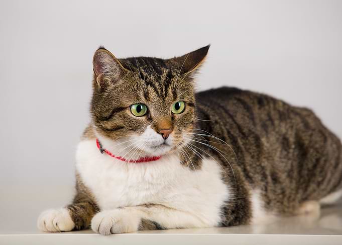 Tabby Cat with Green Eyes