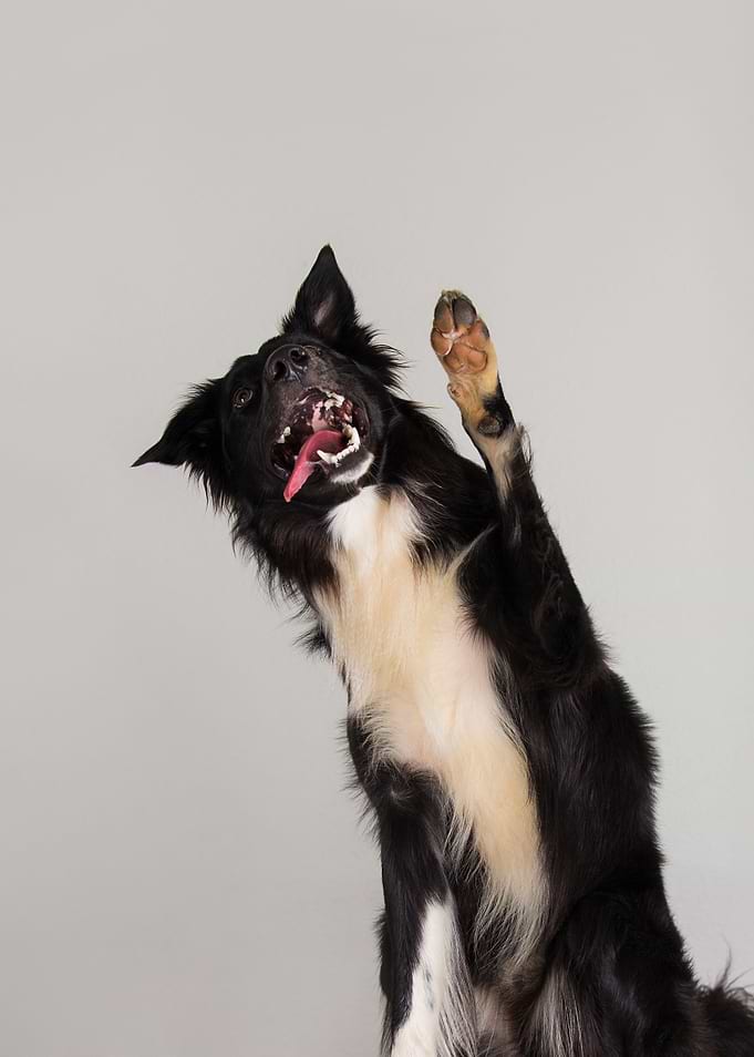 Playful Border Collie Dog